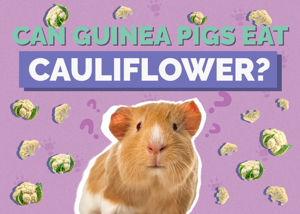 Can Guinea Pigs Eat Cauliflower? Vet Reviewed Nutrition Facts & FAQ