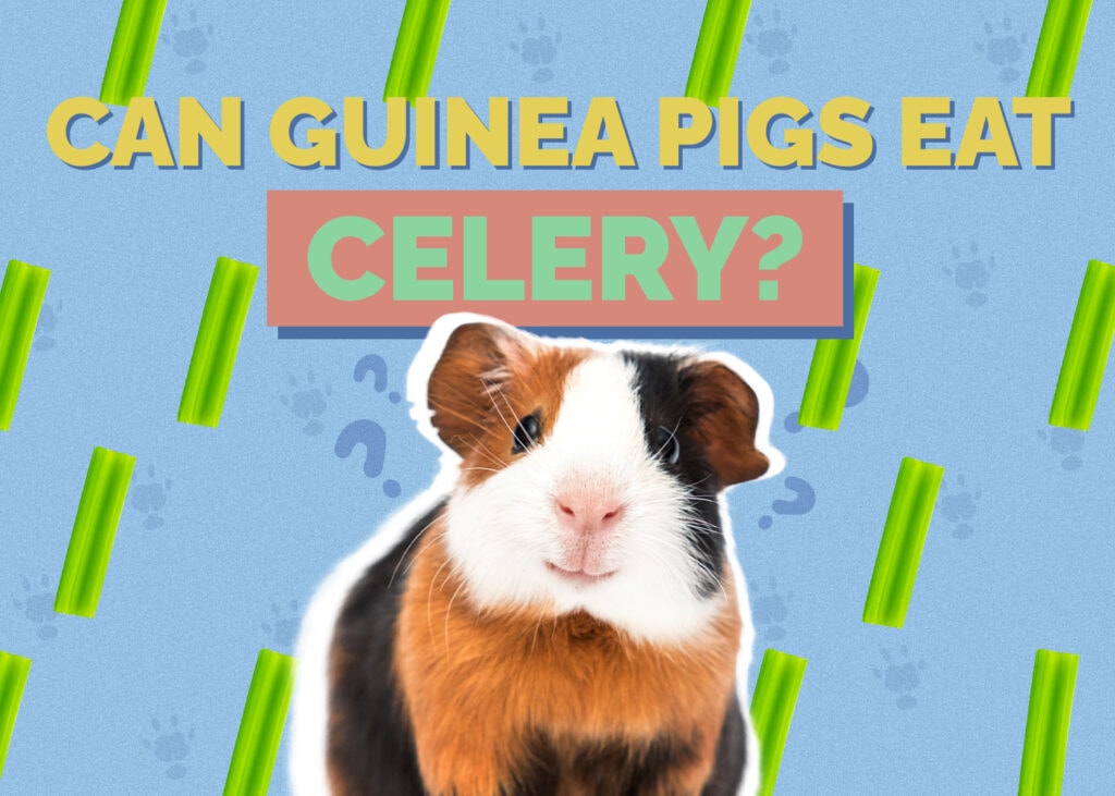 Can Guinea Pigs Eat Celery? Vet-Verified Facts