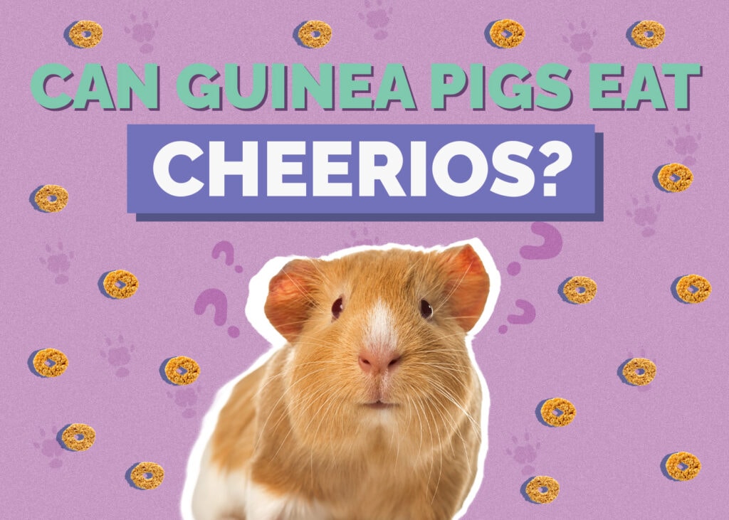 Can Guinea Pigs Eat Cheerios? Vet-Reviewed Nutrition Facts & FAQ