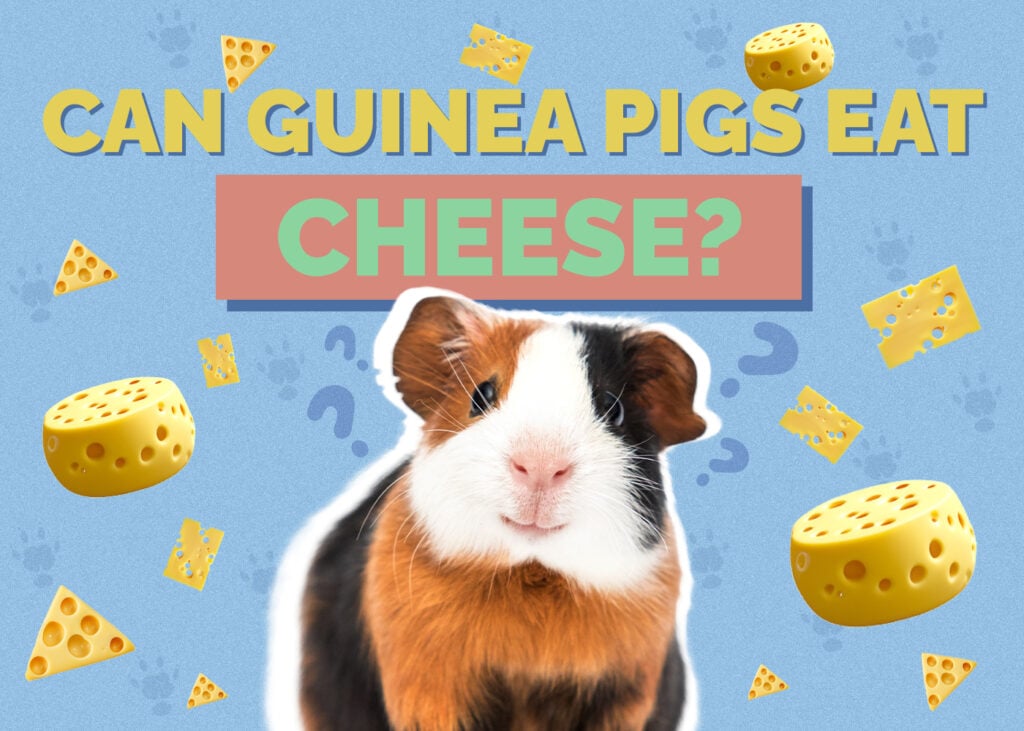 Can Guinea Pigs Eat Cheese? Vet-Approved Nutritional Safety Guide