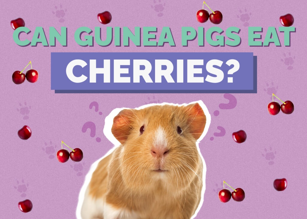 Can Guinea Pigs Eat Cherries? Vet Approved Nutrition Facts & FAQ