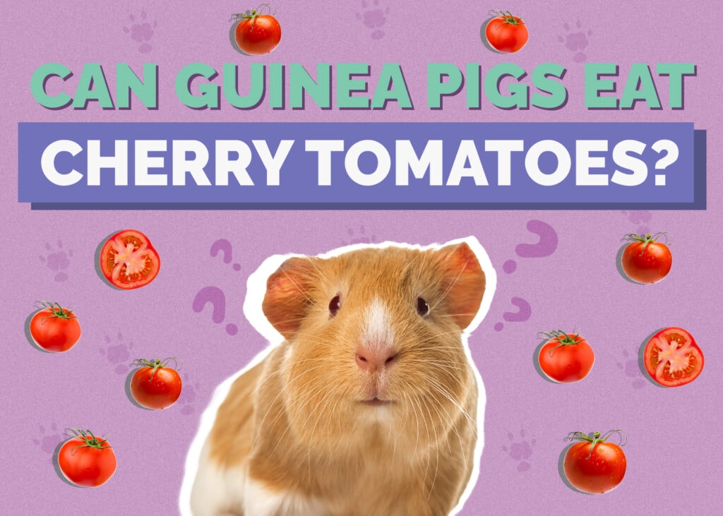 Can Guinea Pigs Eat Cherry Tomatoes? Vet-Approved Nutrition, Tips, & Risks
