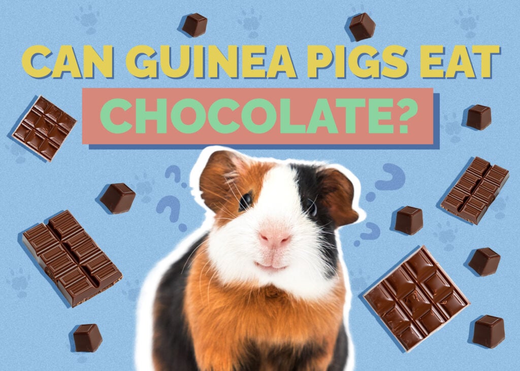 Can Guinea Pigs Eat Chocolate?