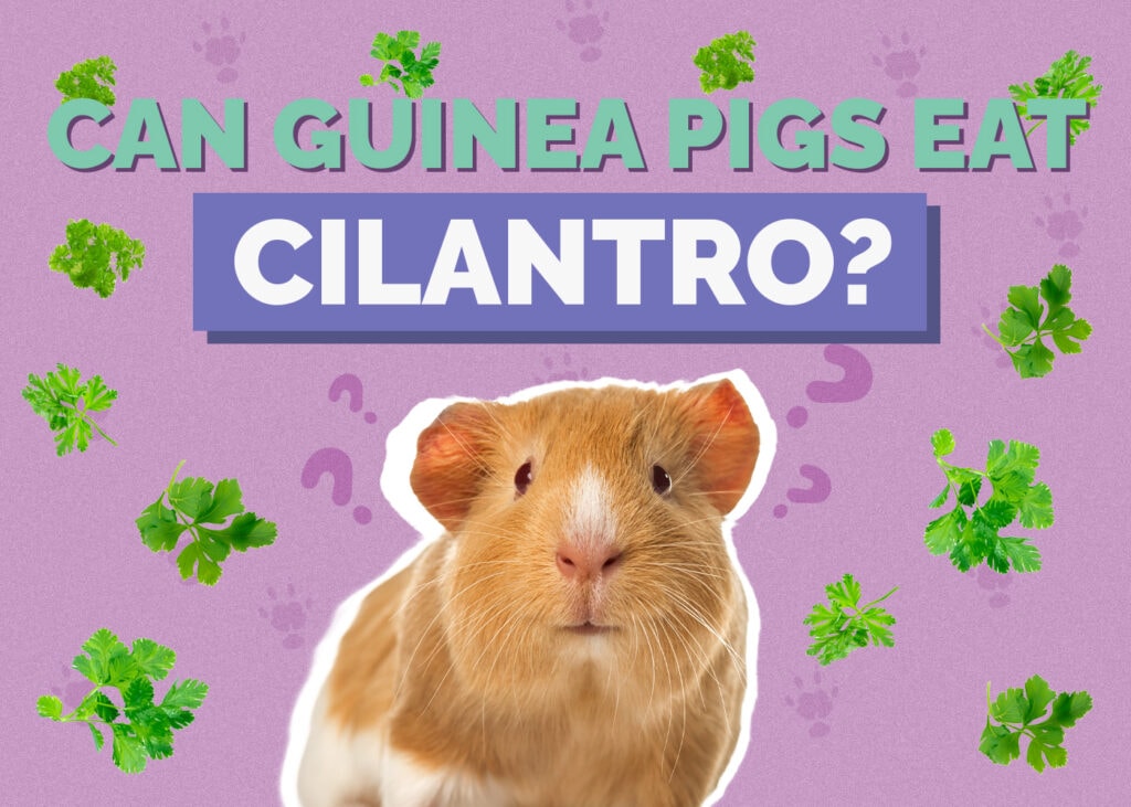 Can Guinea Pigs Eat Cilantro? Vet-Approved Facts & FAQ
