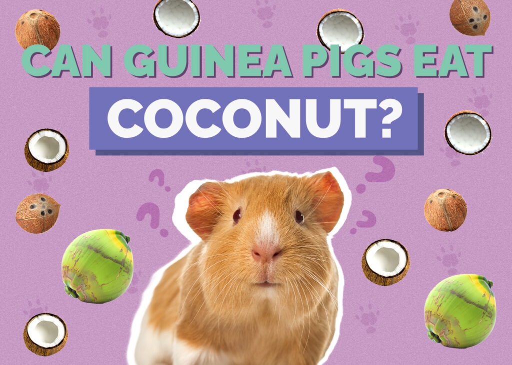 Can Guinea Pigs Eat Coconut? Vet-Reviewed Nutrition Facts