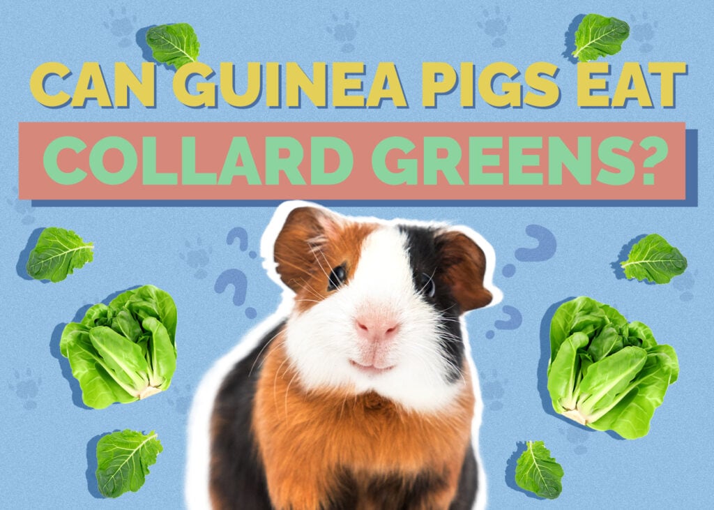 Can Guinea Pigs Eat Collard Greens? Our Vet Explains