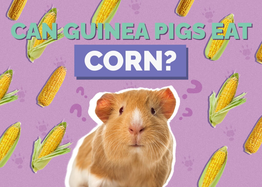 Can Guinea Pigs Eat Corn? Vet-Approved Nutritional Information