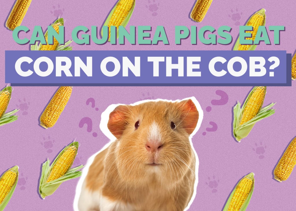 Can Guinea Pigs Eat Corn on the Cob? Vet-Approved Diet, Benefits, & Risks