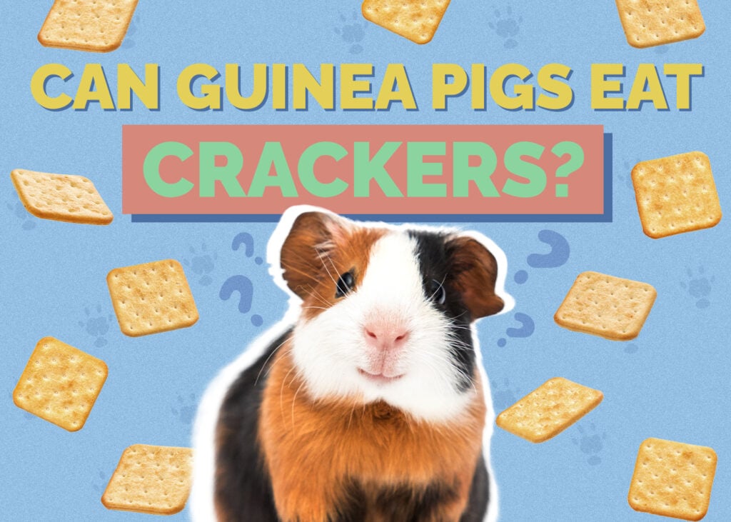 Can Guinea Pigs Eat Crackers? Vet-Approved Nutrition Facts & FAQ