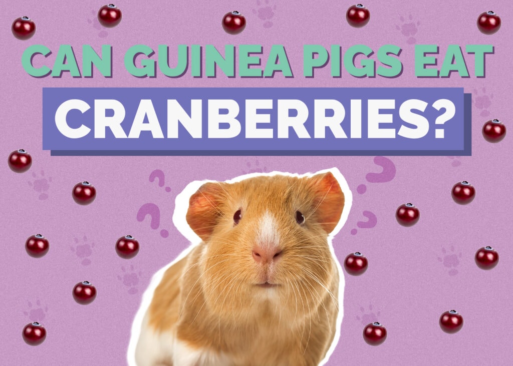 Can Guinea Pigs Eat Cranberries? Vet Approved Facts & FAQ