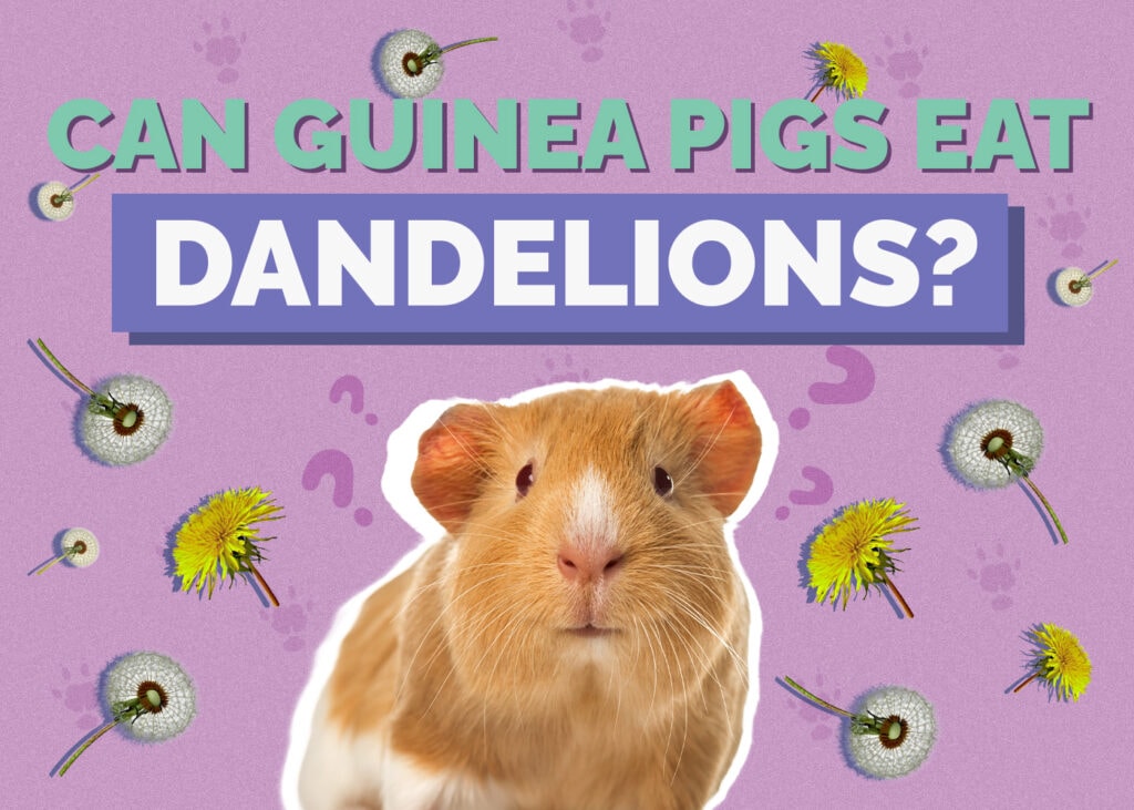 Can Guinea Pigs Eat Dandelions? Vet-Approved Feeding Facts