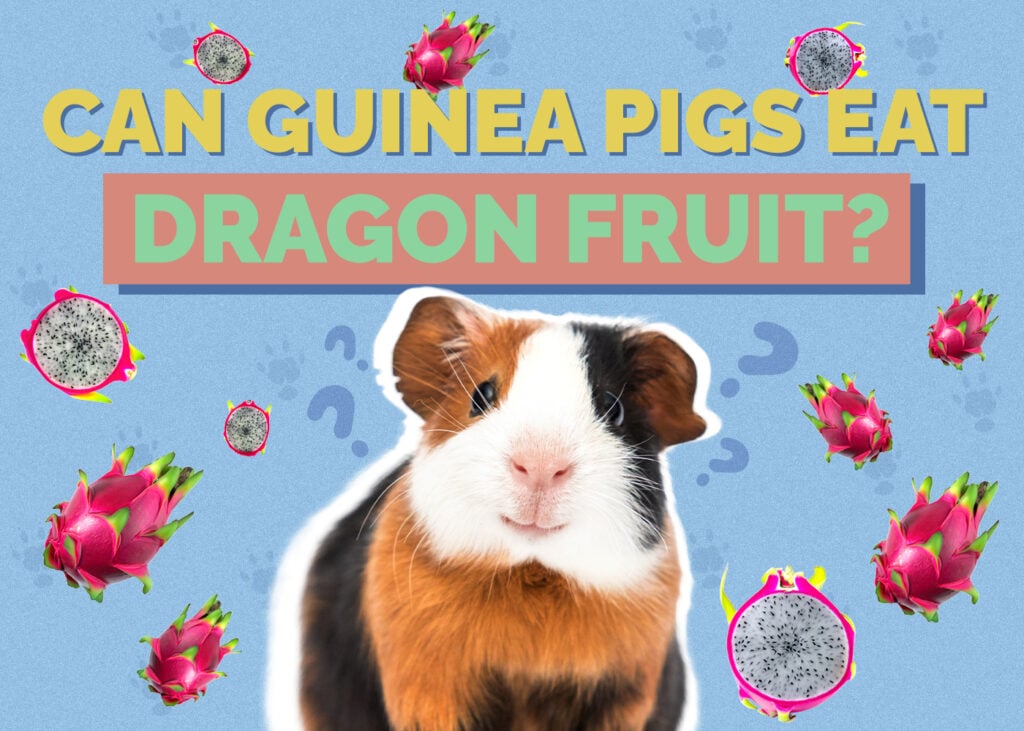 Can Guinea Pigs Eat Dragon Fruit? Vet-Reviewed Nutrition Facts