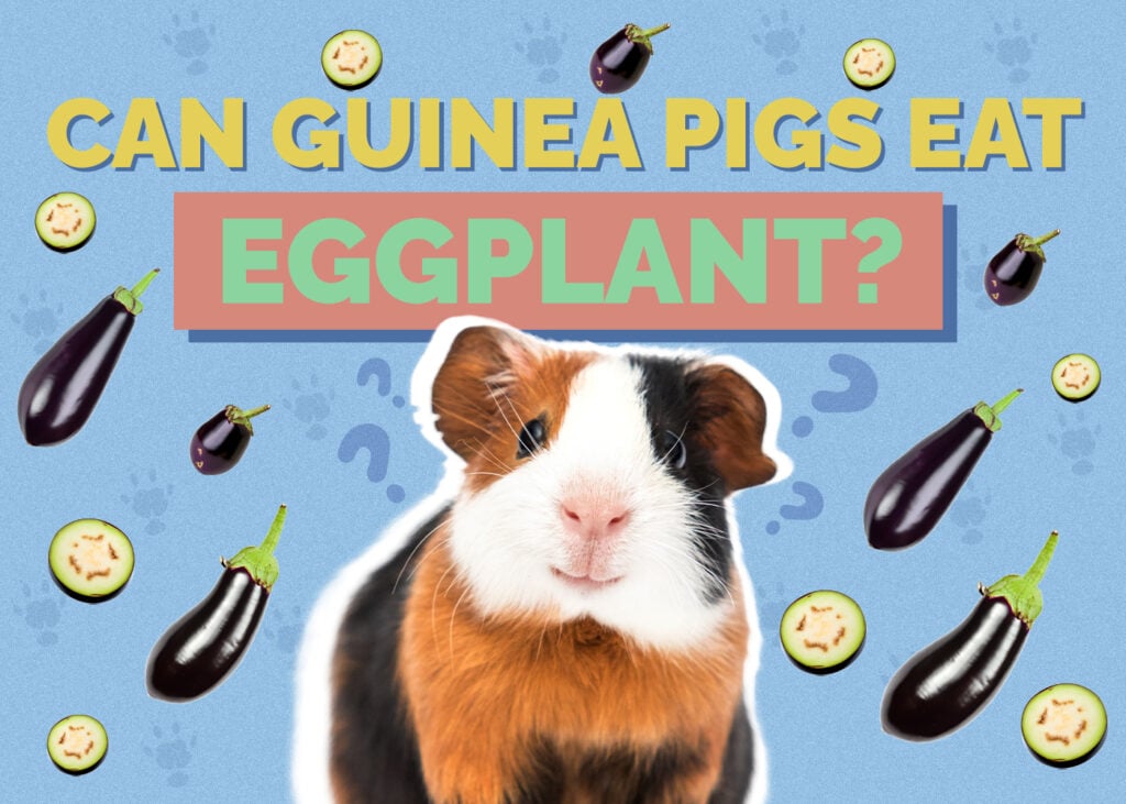 Can Guinea Pigs Eat Eggplant? Vet Approved Facts & Nutrition Guide