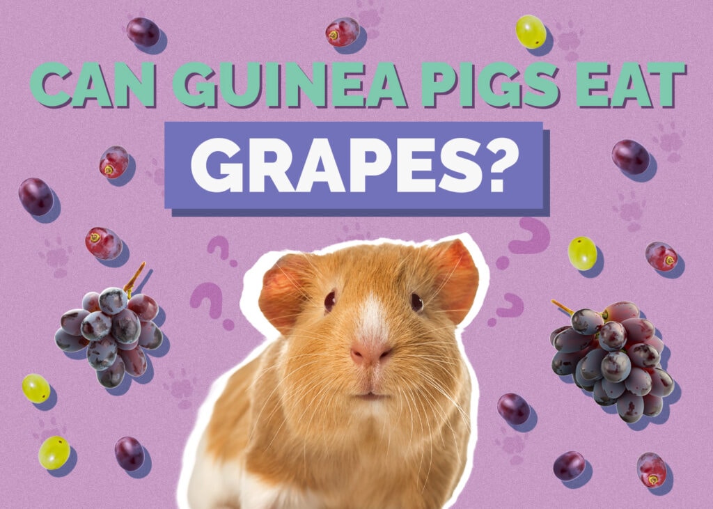 Can Guinea Pigs Eat Grapes? Vet-Approved Facts & FAQ