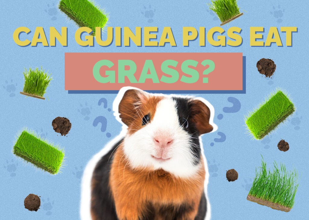 Can Guinea Pigs Eat Grass? Vet-Reviewed Nutrition Facts & FAQ