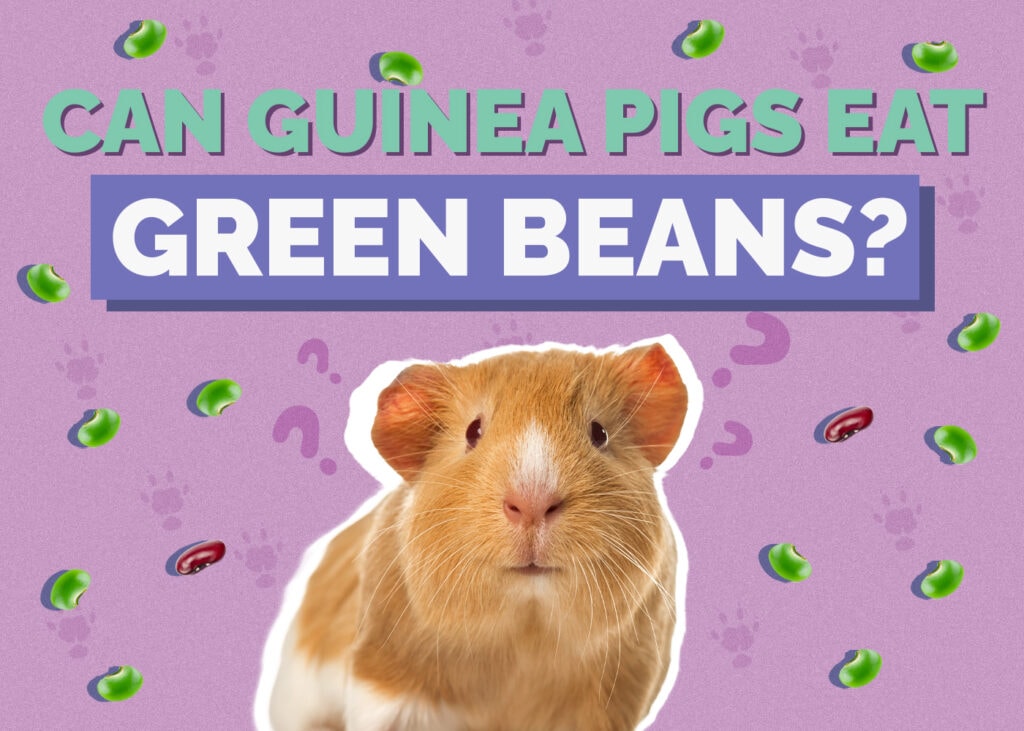 Can Guinea Pigs Eat Green Beans? Vet-Approved Nutrition Facts