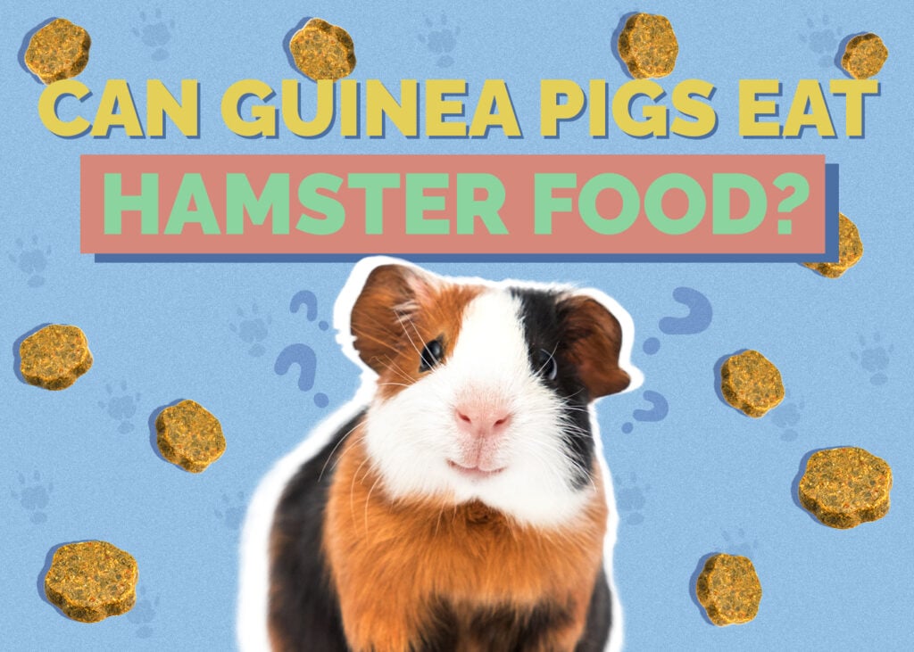 Can Guinea Pigs Eat Hamster Food? Vet Approved Facts & FAQ