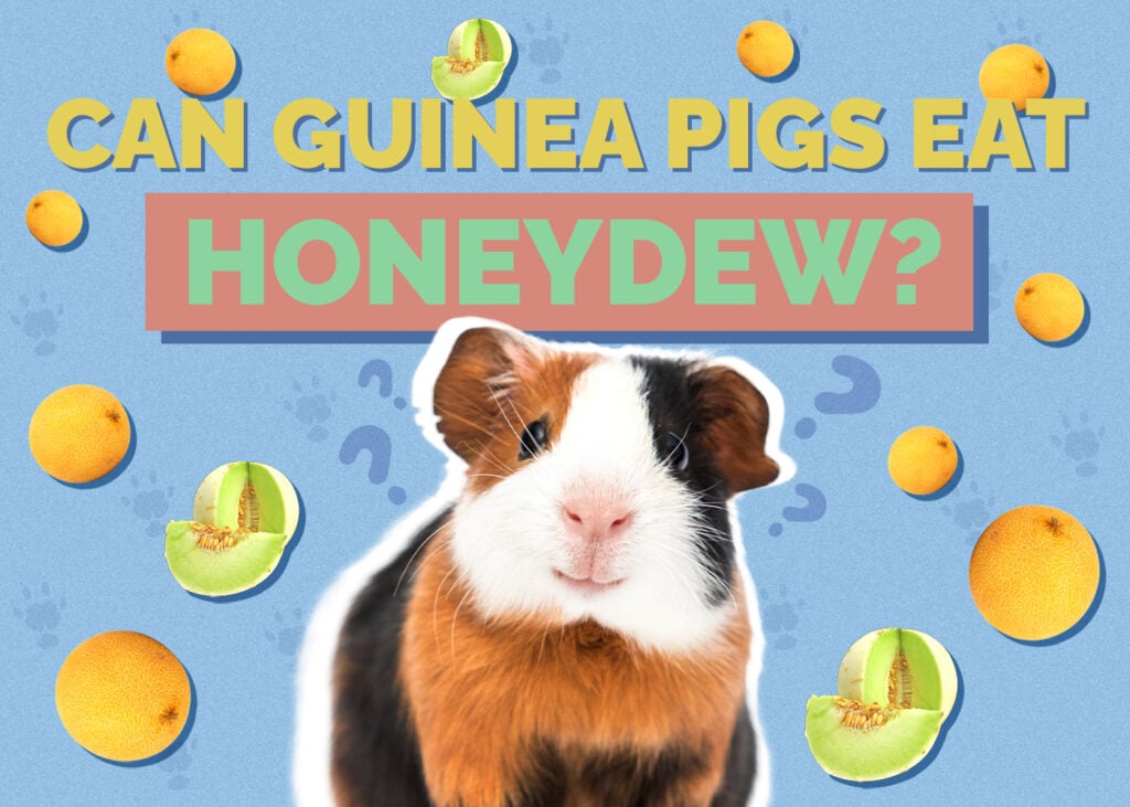 Can Guinea Pigs Eat Honeydew? Vet-Reviewed Nutrition Facts & FAQ