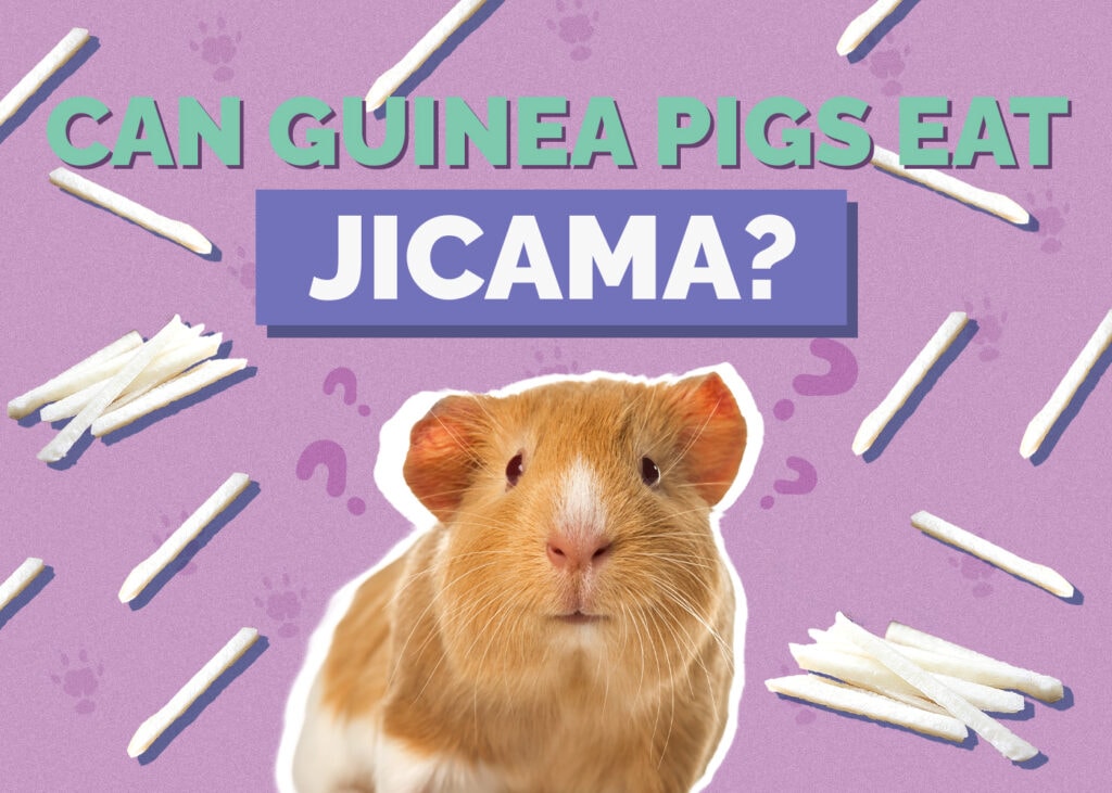 Can Guinea Pigs Eat Jicama? Vet Approved Nutrition Facts