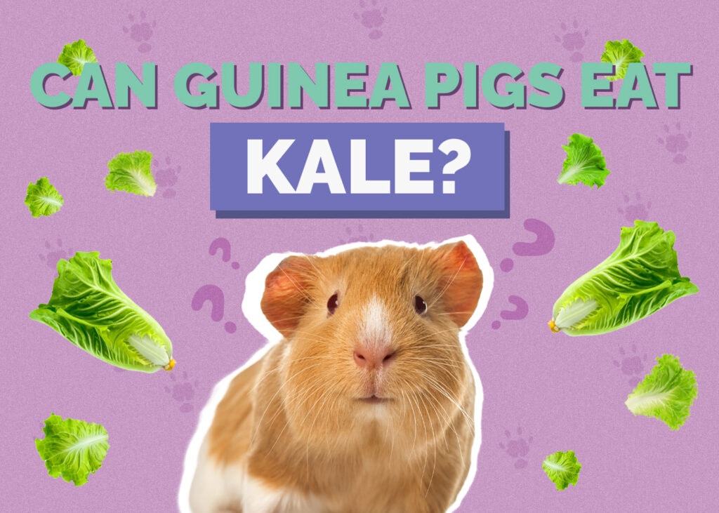Can Guinea Pigs Eat Kale? Vet Reviewed Facts & FAQ