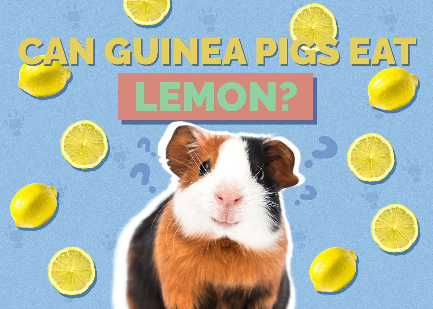 Can Guinea Pigs Eat Lemon? Vet Approved Nutrition Facts & FAQ