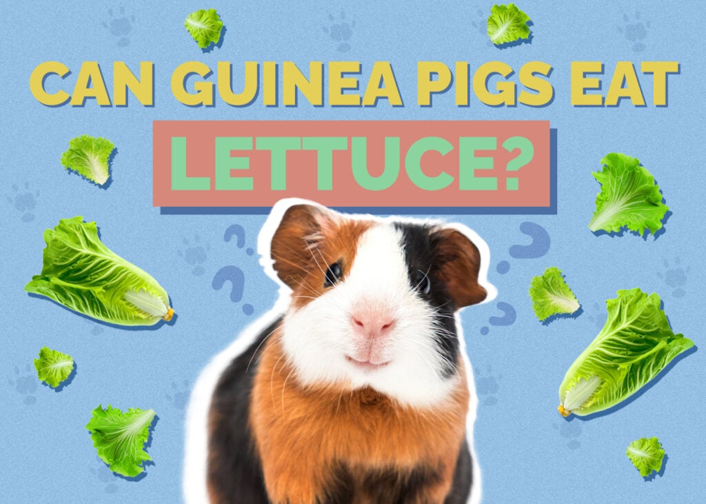 Can Guinea Pigs Eat Lettuce? Vet Approved Nutrition Facts & FAQ