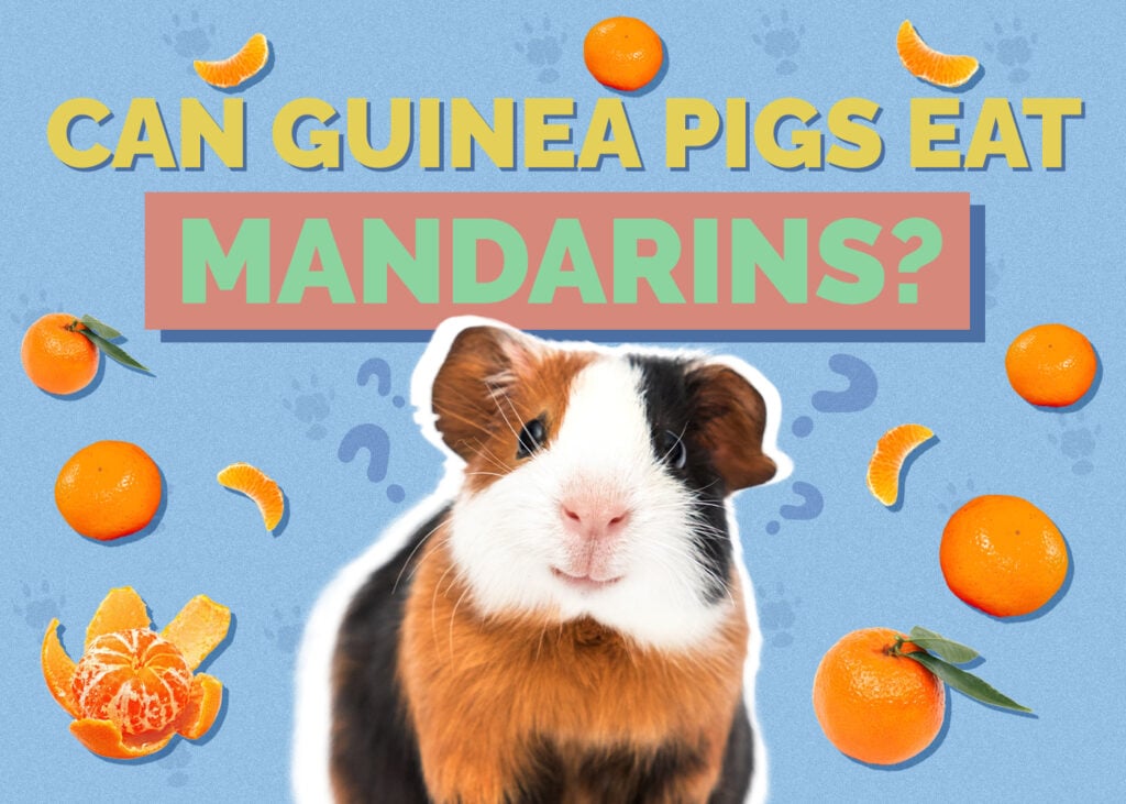 Can Guinea Pigs Eat Mandarins? Vet-Approved Nutrition Facts & FAQ
