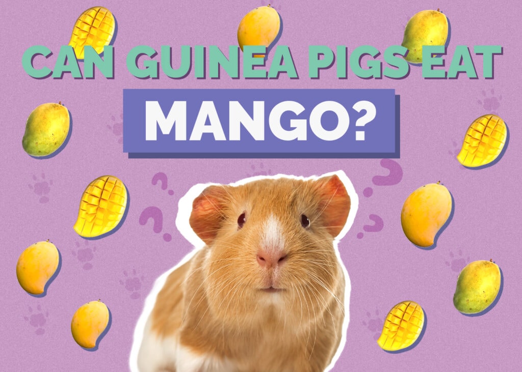 Can Guinea Pigs Eat Mango? Vet Approved Nutrition Facts & FAQ