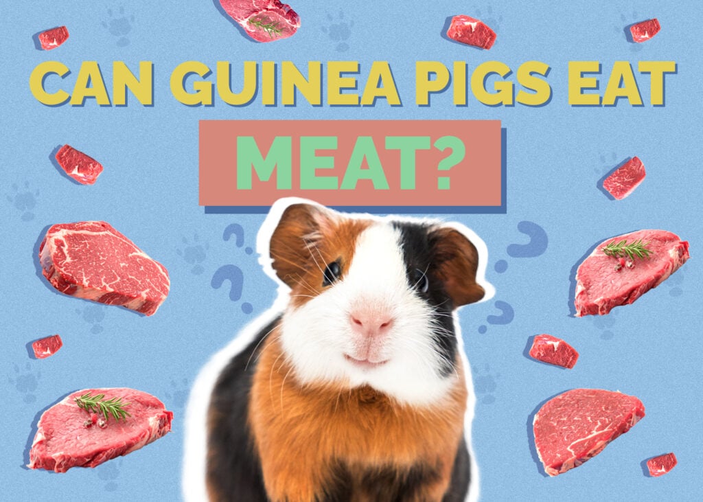 Can Guinea Pigs Eat Meat? Vet-Approved Nutrition Facts & FAQ