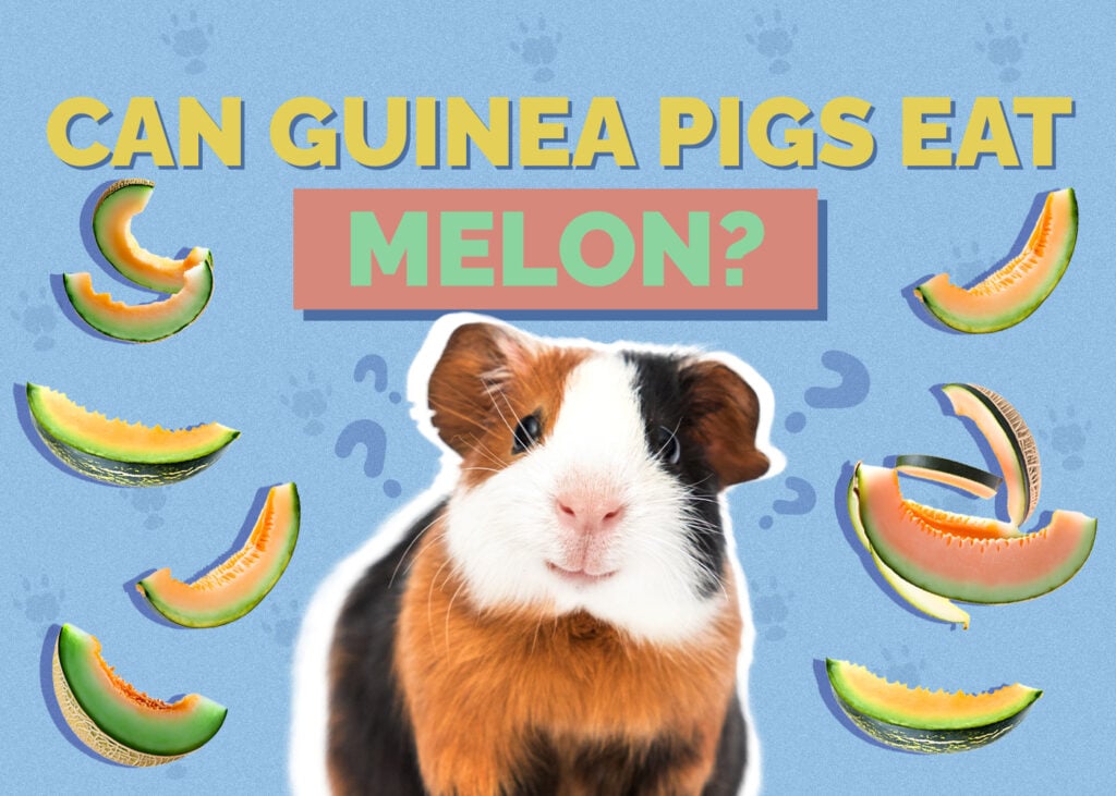 Can Guinea Pigs Eat Melon? Vet-Approved Diets & Types