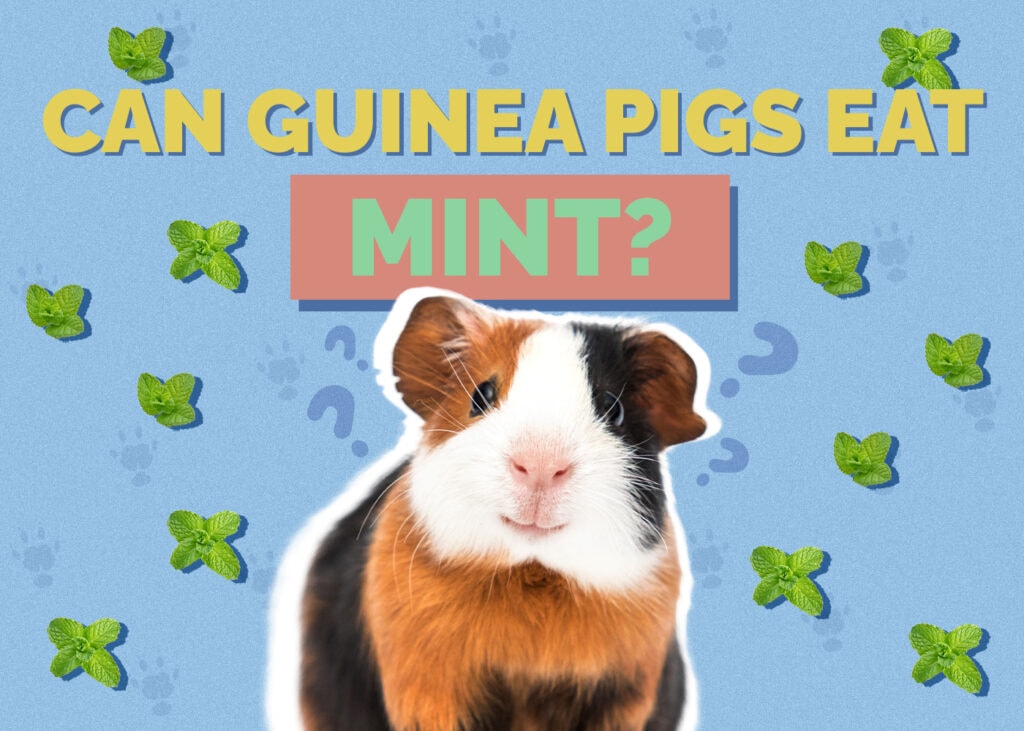 Can Guinea Pigs Eat Mint? Vet-Reviewed Nutritional Facts & FAQ
