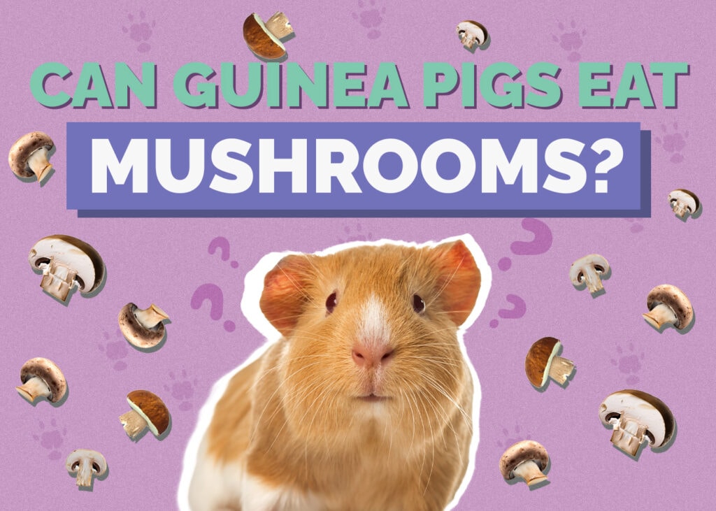 Can Guinea Pigs Eat Mushrooms? Vet-Approved Nutrition Facts & FAQ