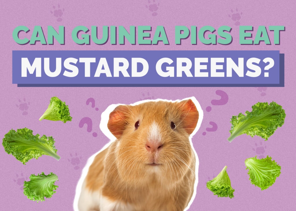 Can Guinea Pigs Eat Mustard Greens? Vet-Reviewed Nutrition Facts & FAQ