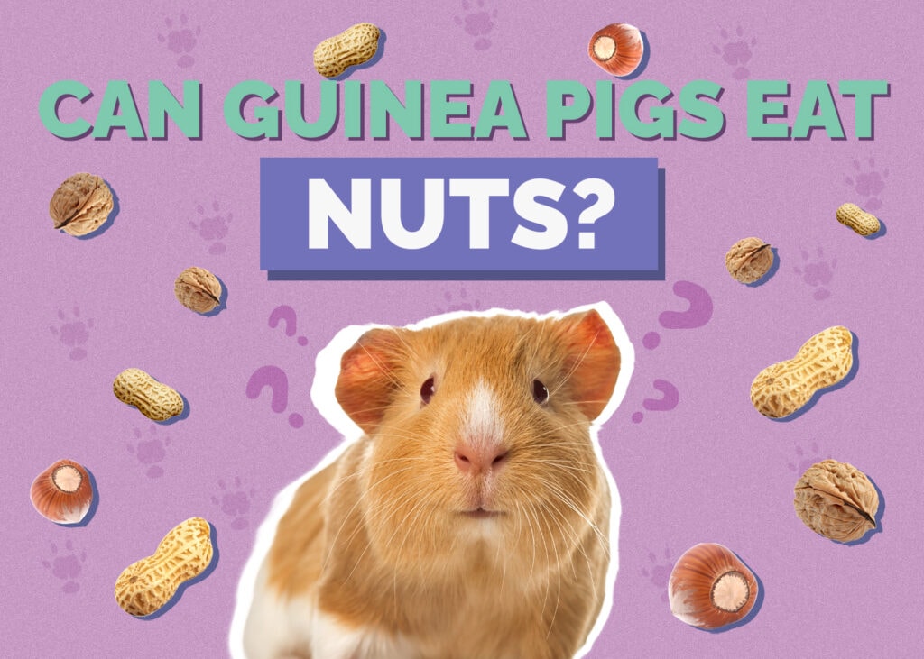 Can Guinea Pigs Eat Nuts? Vet-Approved Risks, Diet, & Alternatives