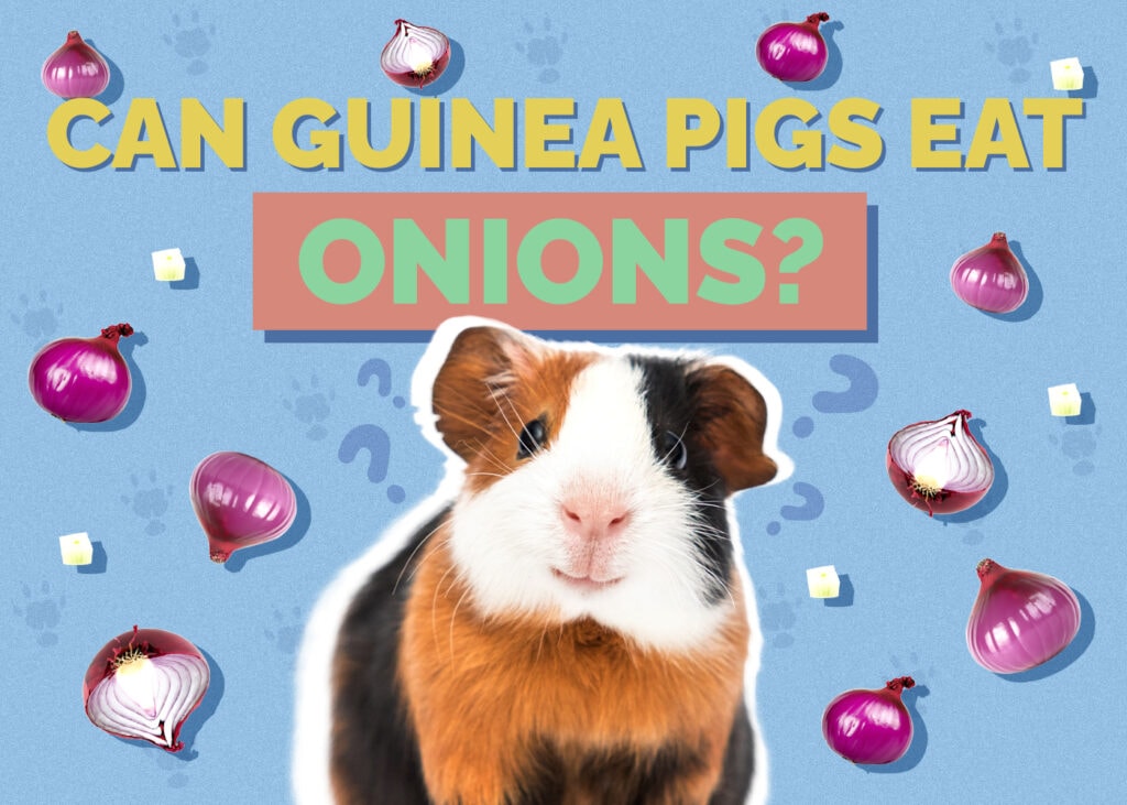 Can Guinea Pigs Eat Onions? Vet-Reviewed Nutrition Facts & FAQ