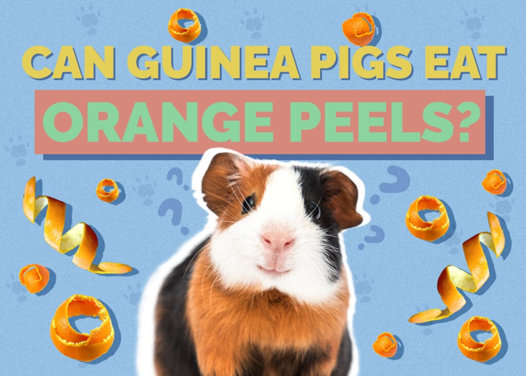 Can Guinea Pigs Eat Orange Peels? Vet-Approved Benefits, Drawbacks, & FAQ