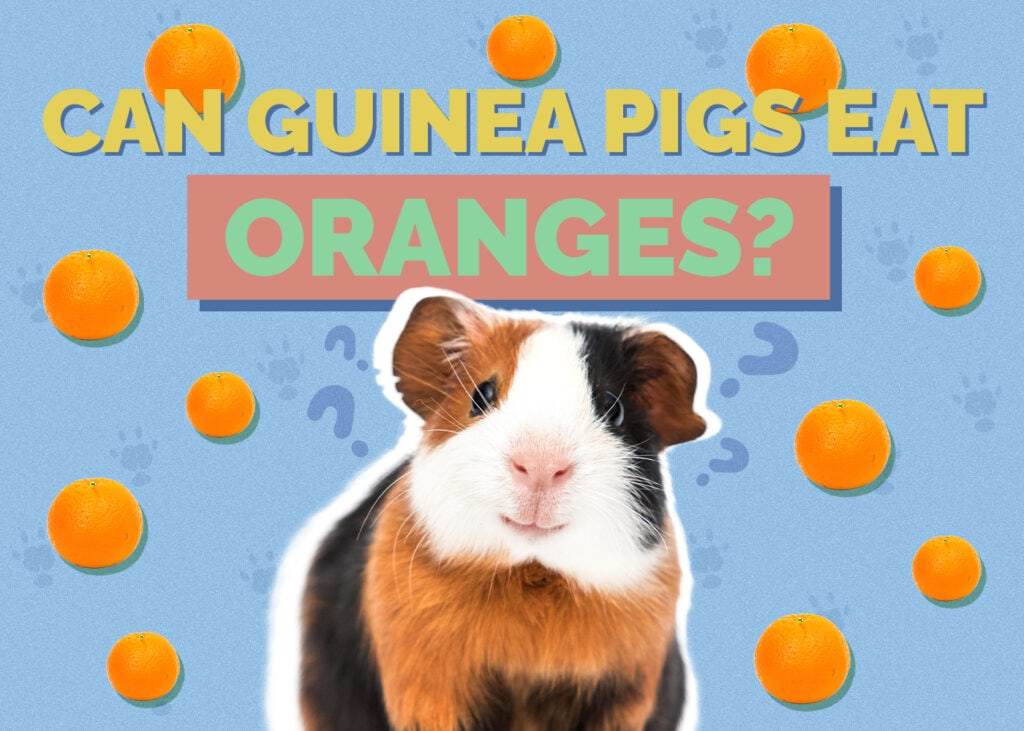 Can Guinea Pigs Eat Oranges? Vet-Reviewed Diet Facts