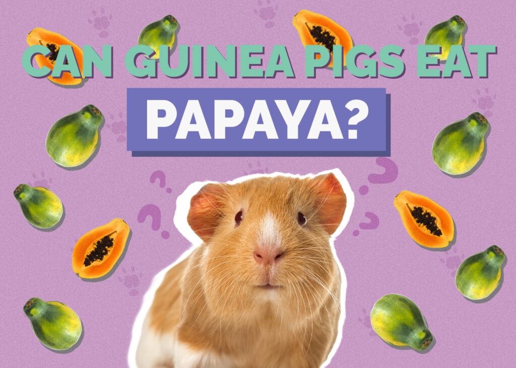 Can Guinea Pigs Eat Papaya? Vet-Reviewed Nutrition Facts