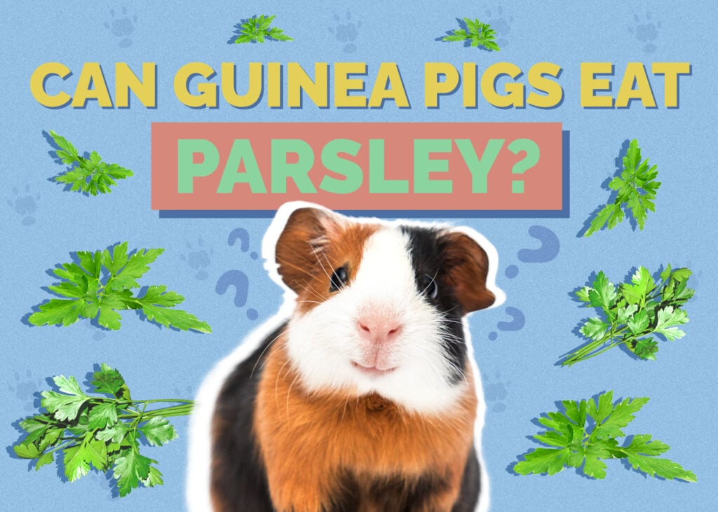 Can Guinea Pigs Eat Parsley? Vet-Verified Nutrition Facts & FAQ