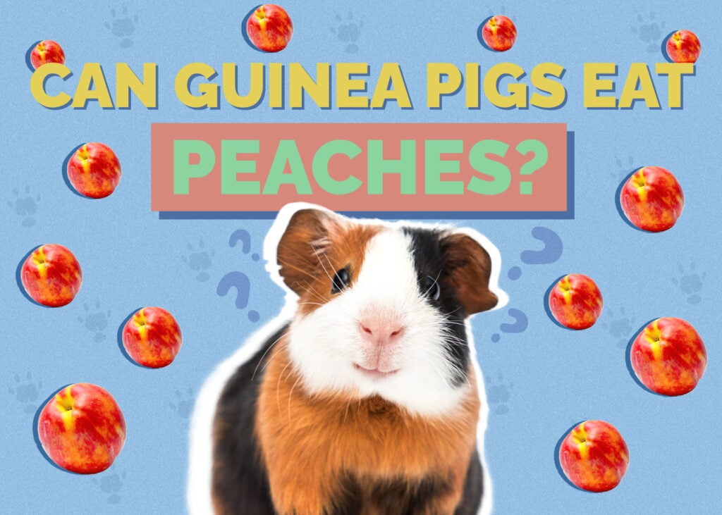 Can Guinea Pigs Eat Peaches? Vet-Approved Nutritional Science & Information
