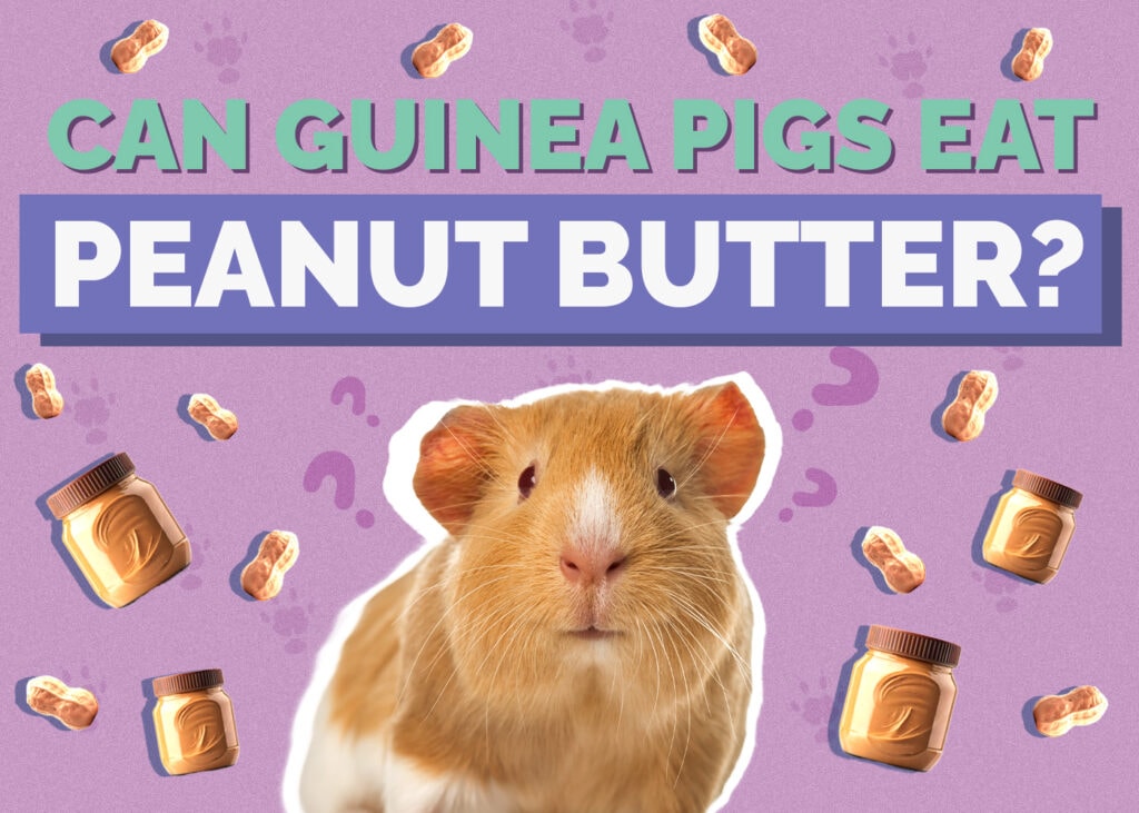 Can Guinea Pigs Eat Peanut Butter? Vet-reviewed Facts & FAQ