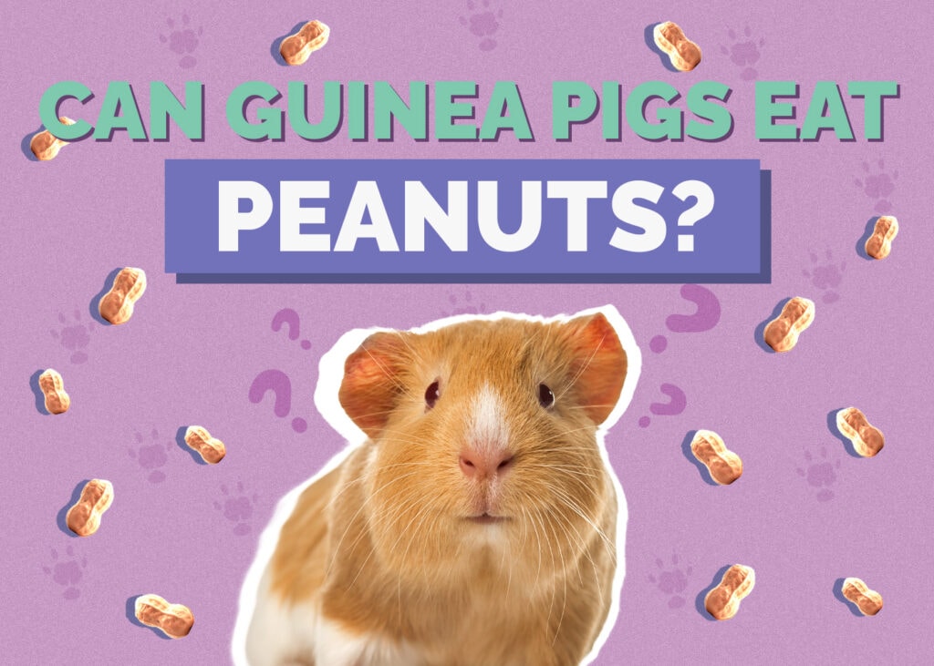 Can Guinea Pigs Eat Peanuts? Vet-Reviewed Nutrition Facts & FAQ