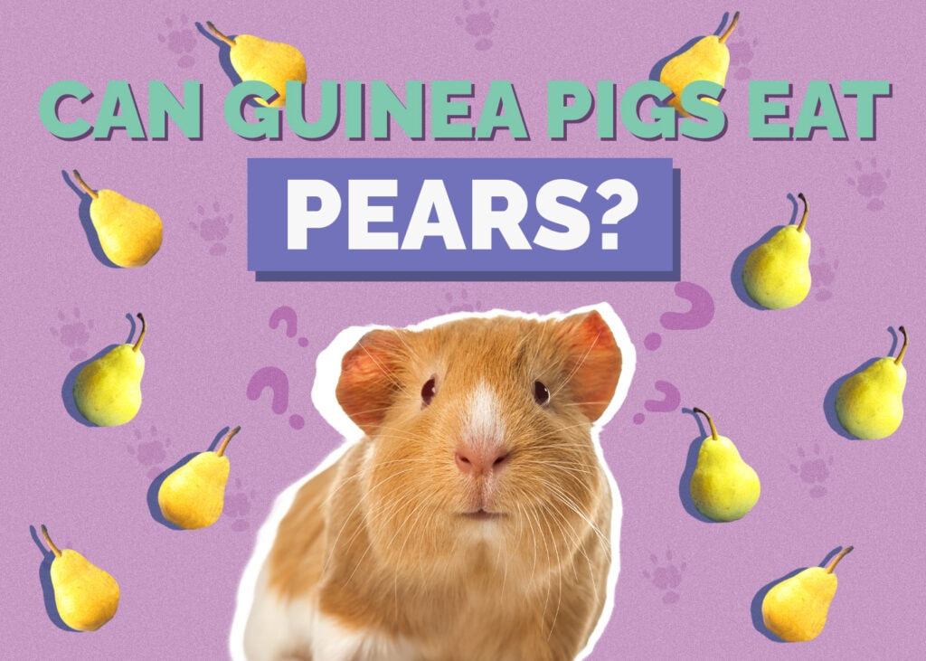 Can Guinea Pigs Eat Pears? Vet-Reviewed Nutrition Facts & FAQ
