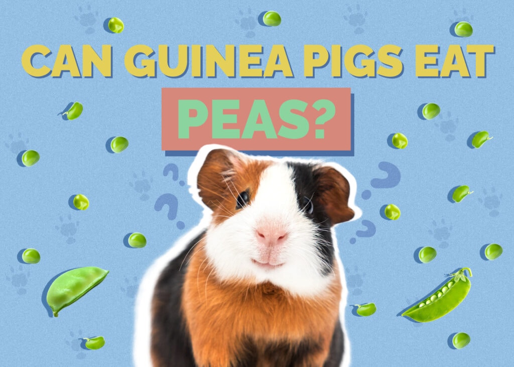 Can Guinea Pigs Eat Peas? Vet-Reviewed Nutrition Facts & FAQ