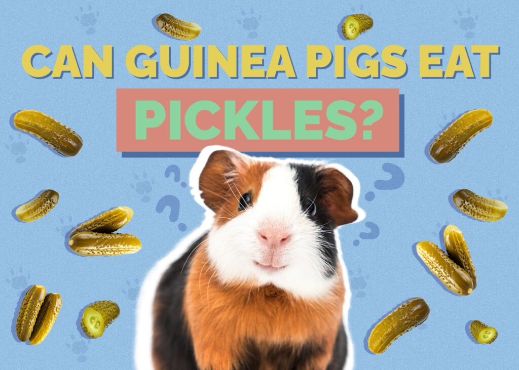 Can Guinea Pigs Eat Pickles? Vet Approved Facts & FAQ