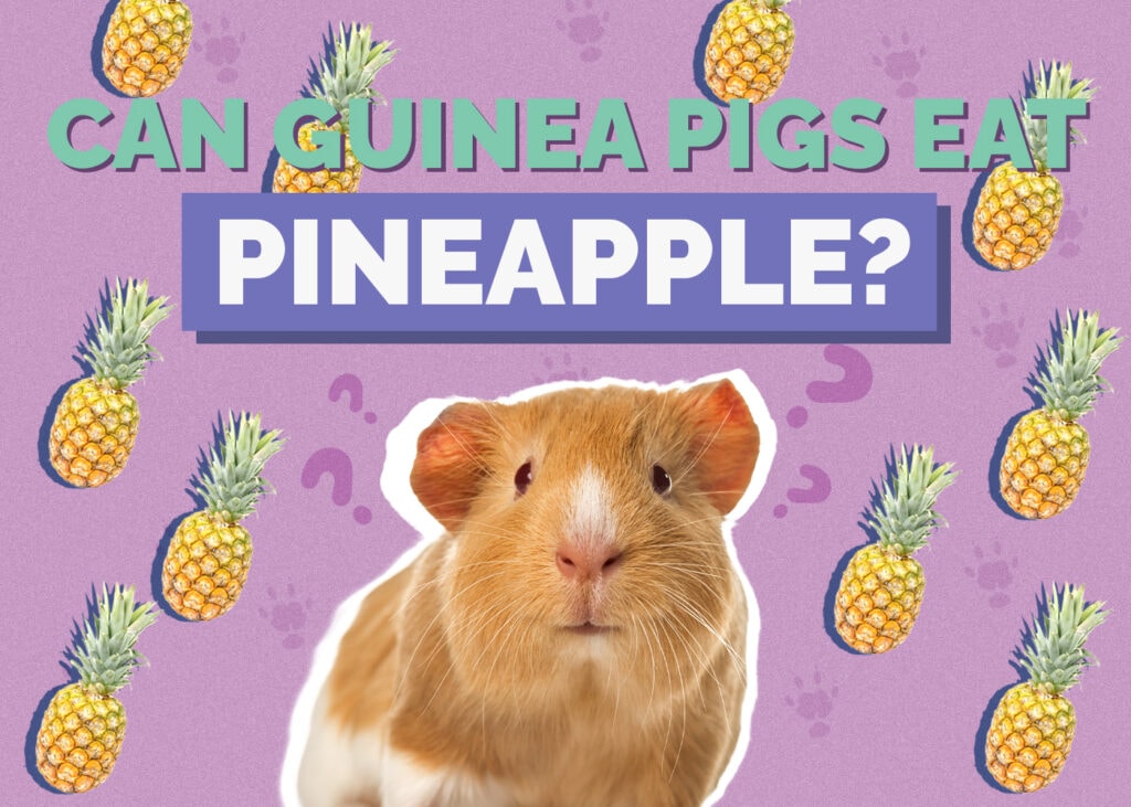 Can Guinea Pigs Eat Pineapple? Vet Reviewed Benefits
