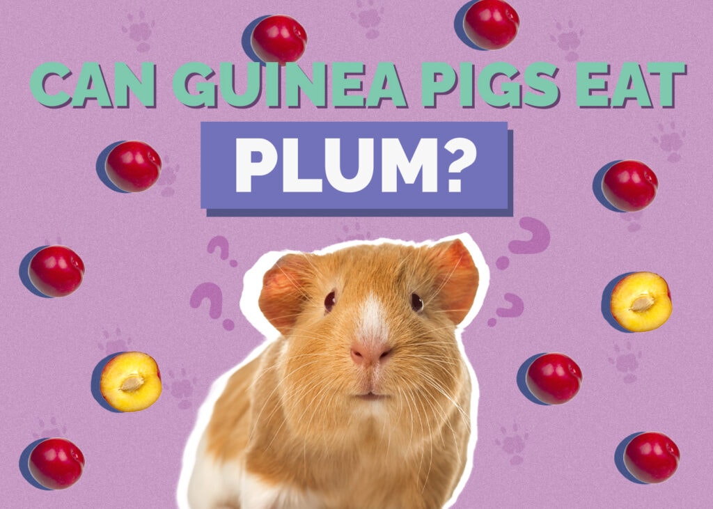Can Guinea Pigs Eat Plum? Vet Approved Risks & Benefits