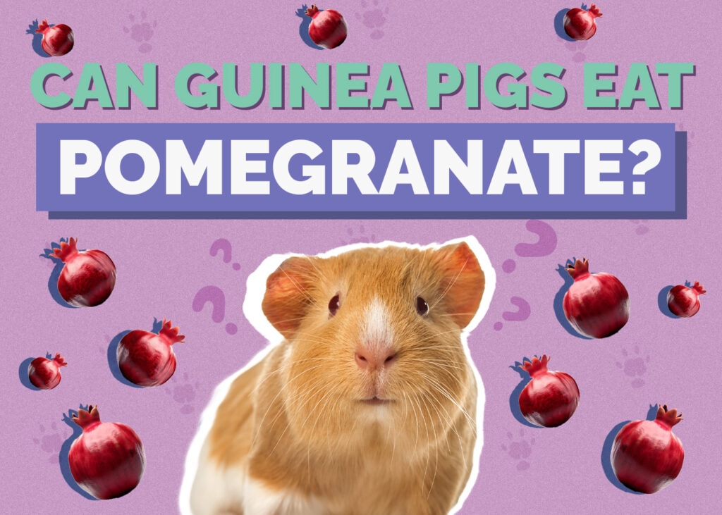Can Guinea Pigs Eat Pomegranate? Vet-Approved Nutritional Facts & FAQ