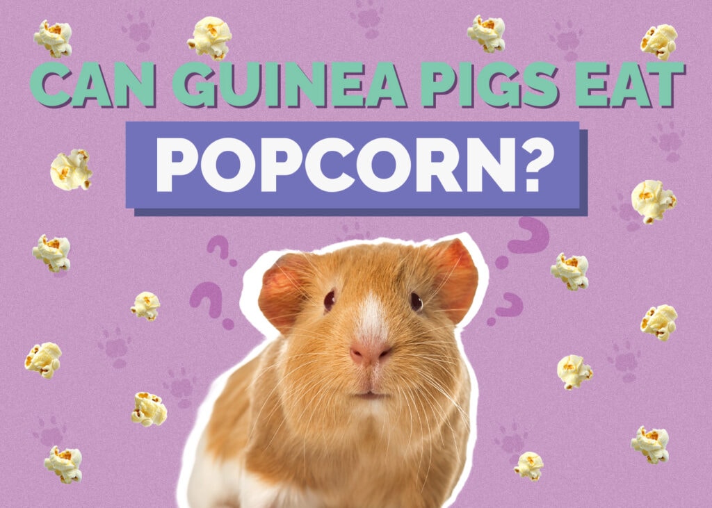 Can Guinea Pigs Eat Popcorn? Vet-Reviewed Facts & FAQ