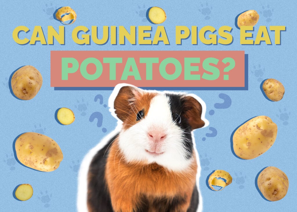 Can Guinea Pigs Eat Potatoes? Vet Reviewed Nutrition Facts and FAQ